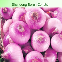 Serving Fresh Red/Yellow Onion in China